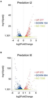 Development versus predation: Transcriptomic changes during the lifecycle of Myxococcus xanthus